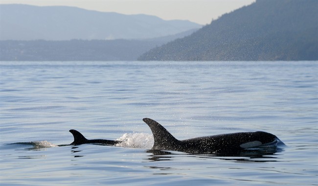 J50 seen as a newborn calf in December, 2014 near Vancouver Island.