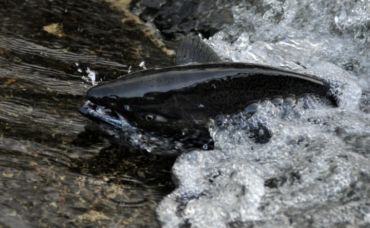 Fisheries and Oceans takes action to stem Fraser River chinook salmon decline - image