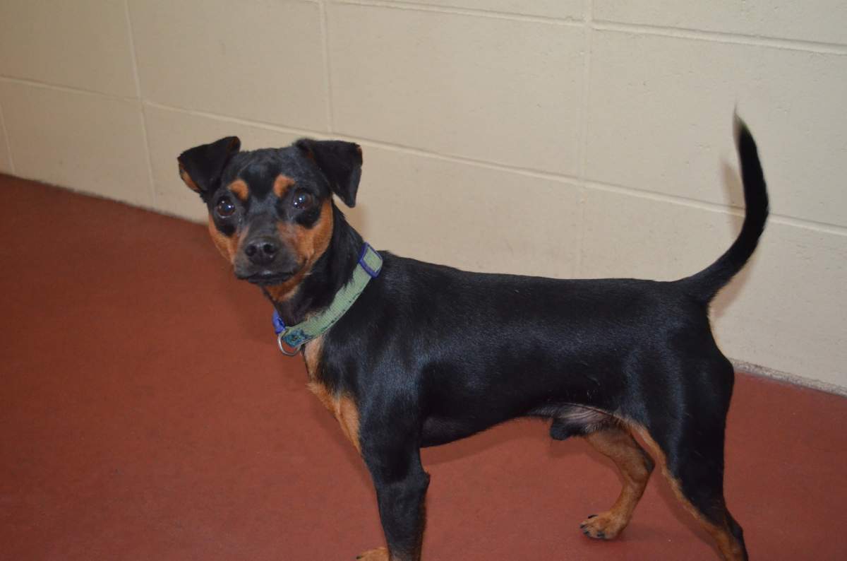 One-year-old Cooper stolen from the Penticton SPCA last week has been returned. 