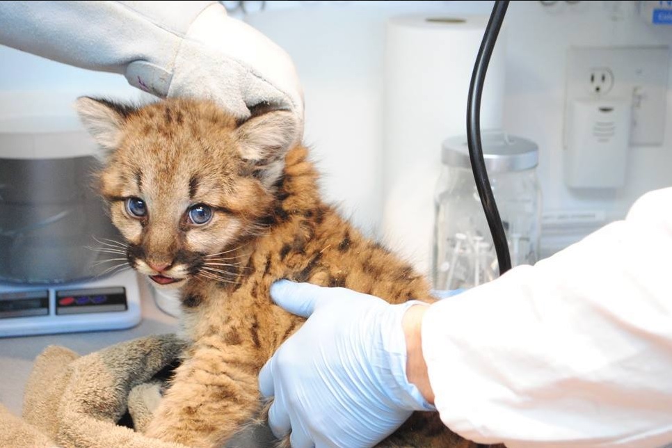Cougar cub finds new home - image