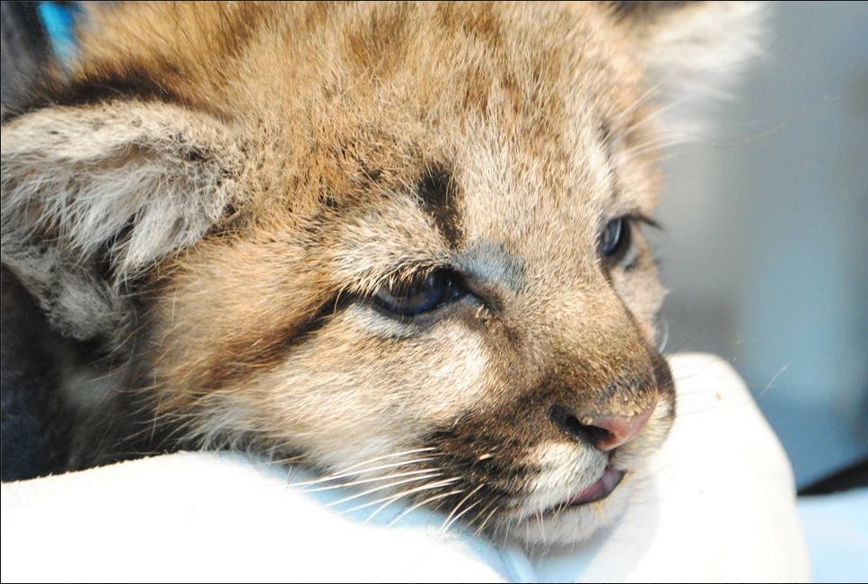 Cougar Cub.