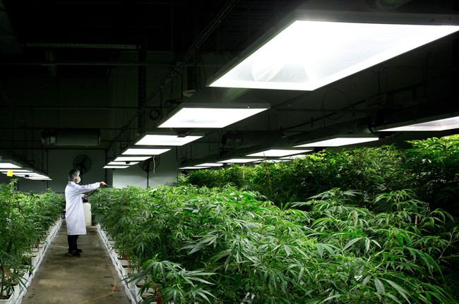 Growers struggle with glut of legal pot in Washington state - image