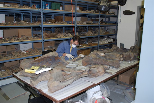 Grant Zazula, a paleontologist in the Yukon Paleontology Program, takes samples from mastodon fossils to be sent for radiocarbon dating in this undated handout photo. 