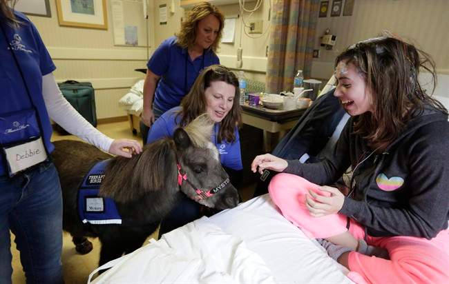 In this Nov. 13, 2014 photo, patient Emily Pietsch spends time with Mystery one of two miniature horses from 'Mane in Heaven' that made a visit to the pediatric unit at Rush University Medical Center in Chicago.