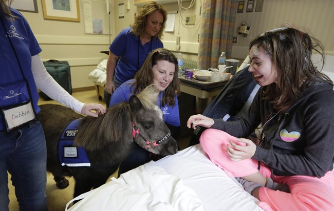 In this Nov. 13, 2014 photo, patient Emily Pietsch spends time with Mystery one of two miniature horses from 'Mane in Heaven' that made a visit to the pediatric unit at Rush University Medical Center in Chicago.