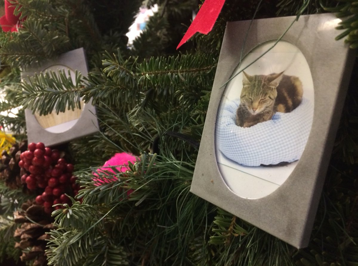 D'Arcy's Arc Animal Shelter creates customized wreaths for our furry friends this holiday season.