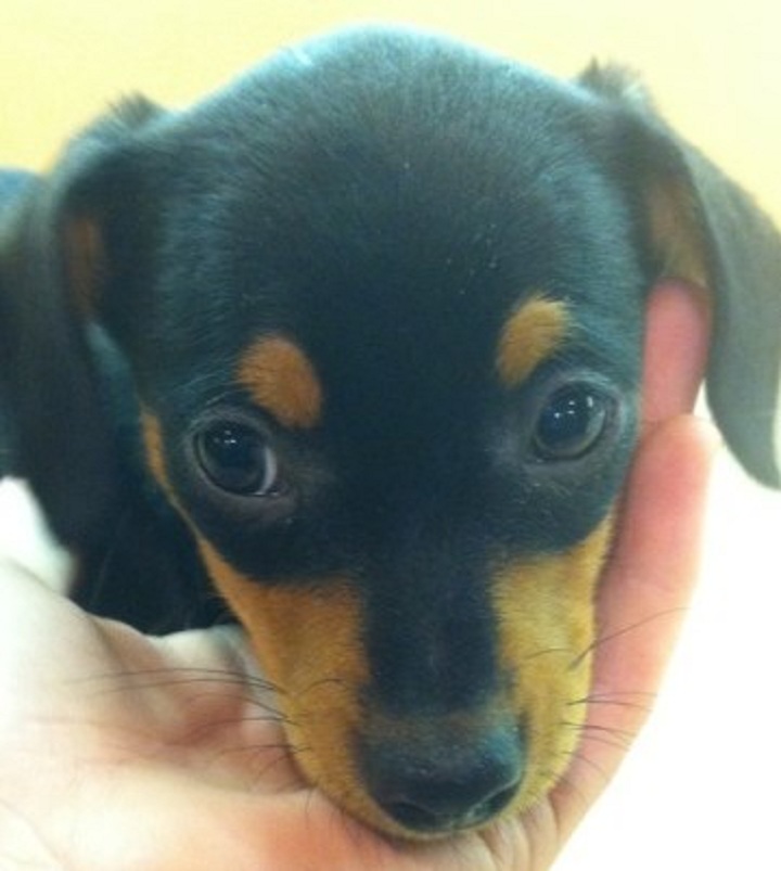 The puppy that was stolen from a Nanaimo pet store by a male suspect.