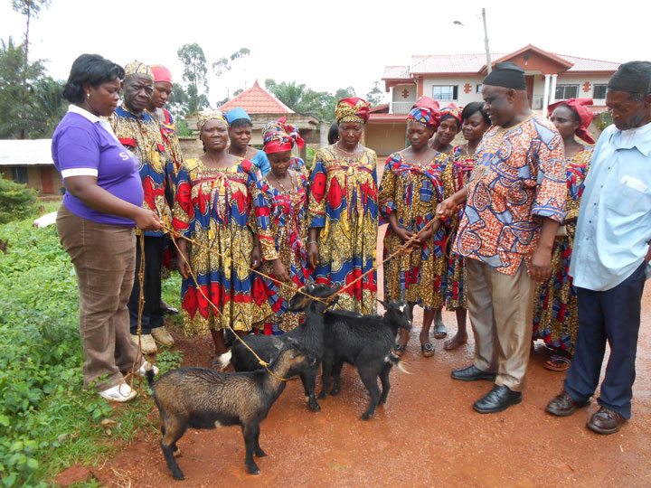 Goats Cameroon