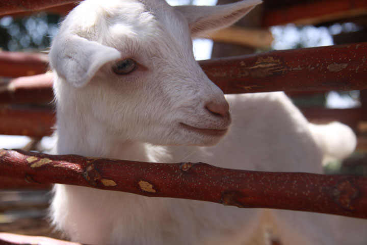 Goat Mwanza