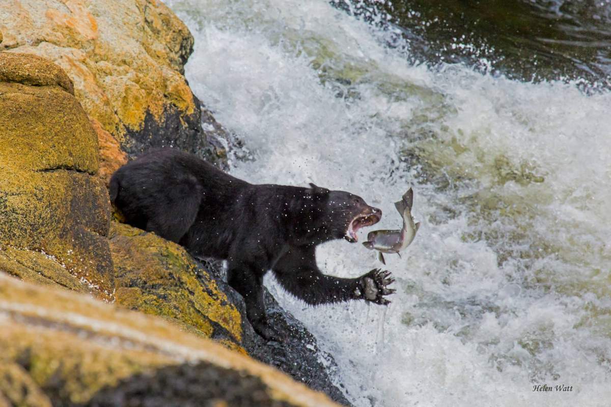 Best B.C. Weather Window Photos of 2014 - image