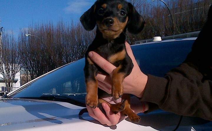 Police found Hercules at a central Nanaimo home.