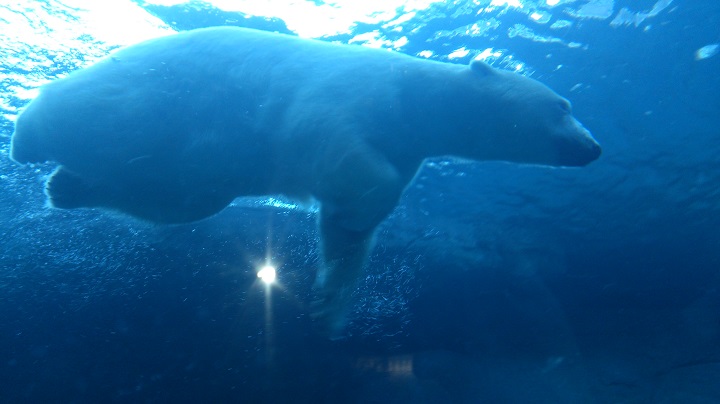 Hudson takes his first swim in the newly opened Sea Ice Passage.