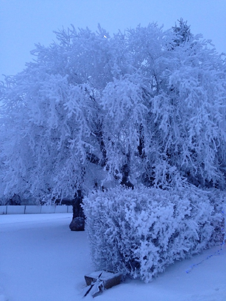 Hoar frost on trees west of Minnedosa.