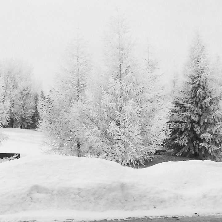 This photo of hoar frost was taken by Kimberly Russell at the Willows Golf & Country Club.