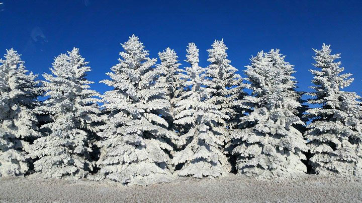 This photo of hoar frost was submitted by Kody Wolff near Lloydminster.