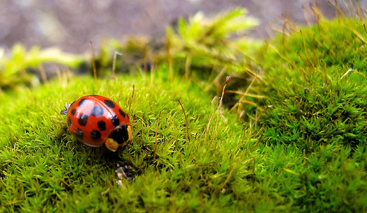 This March 22, 2014 photo shows a ladybug on a residential property in Langley, Wash. Many gardeners use pesticides — organic or otherwise — only as a last resort. They opt instead for such predatory insects as ladybugs, which individually can consume up to 5,000 aphids during their lifetime, and can be bought commercially and released from containers into the garden.