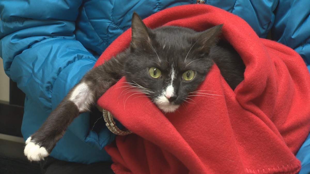 WATCH: Dog blood donors: yes, they’re a real thing - image