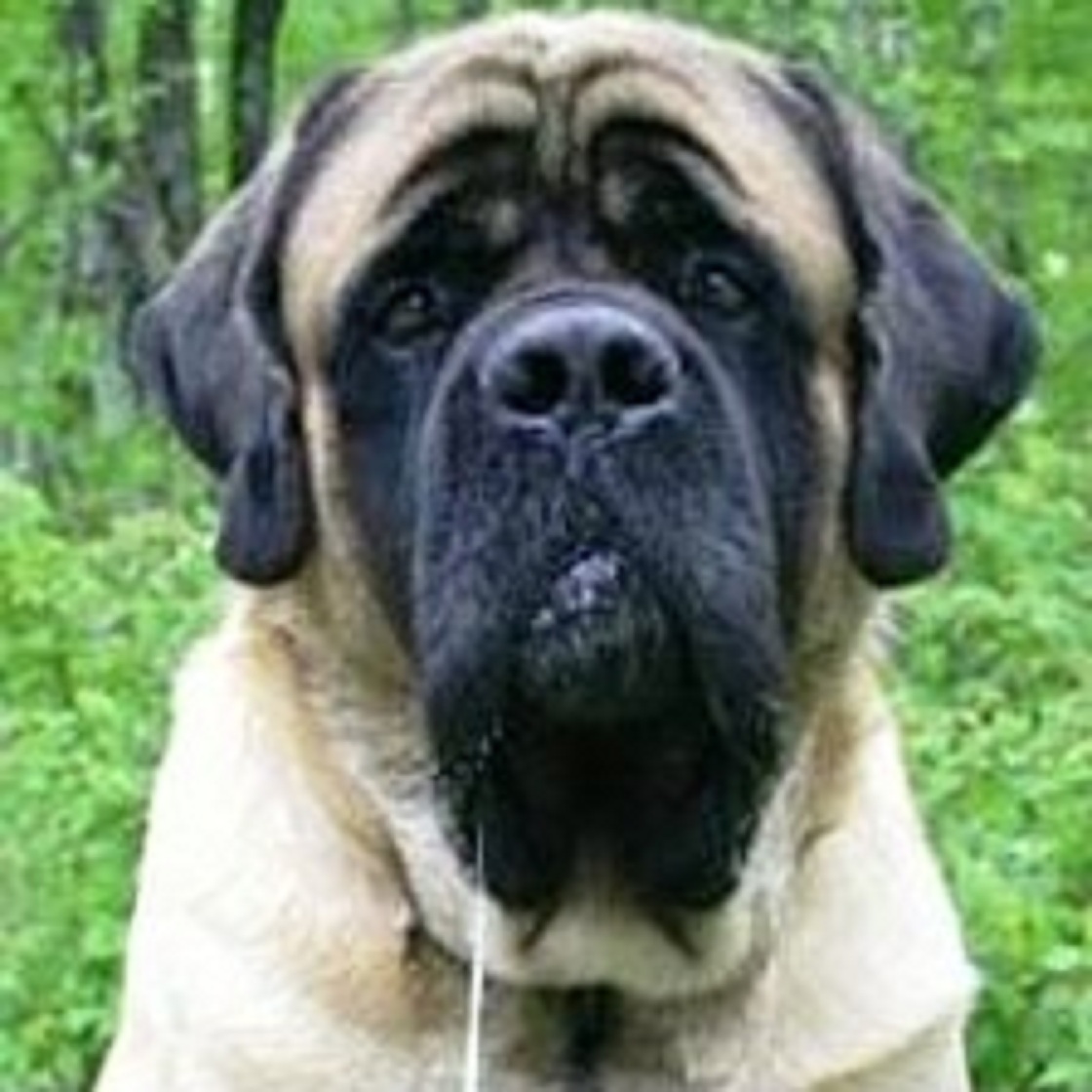 Manitoba community warning dog owners after series of stolen pets - image