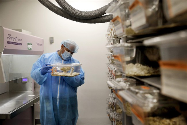 In this Sept. 19, 2014, photo, Charles Cook, manager of facilities and operations at Champions Oncology, handles a plastic cage containing mice carrying bits of a cancer patient's tumor in a lab in Baltimore.