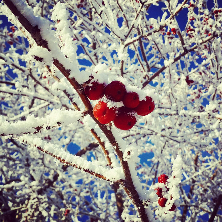 This photo of hoar frost was sent in by Melani Hilton.
