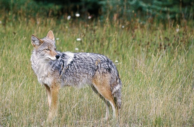 ‘They are actually challenging people’: Coyotes growing aggressive within city limits: Saskatoon councillor