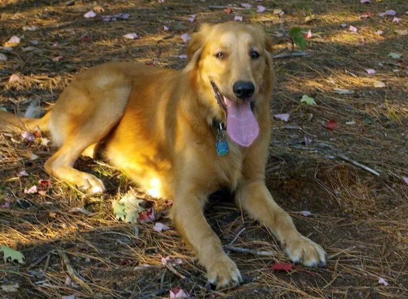 This 2013 photo provided by Kirstin Campbell, of Morrisville, Vt., shows her 3-year-old golden retriever Murphy, who bolted from her vehicle after she crashed into a tree on June 29 in Stowe. 