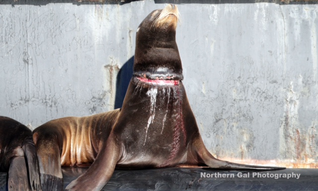 Rescue attempt of entangled sea lion underway in Fanny Bay - BC ...