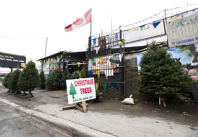 Lower loonie boost Christmas tree profits