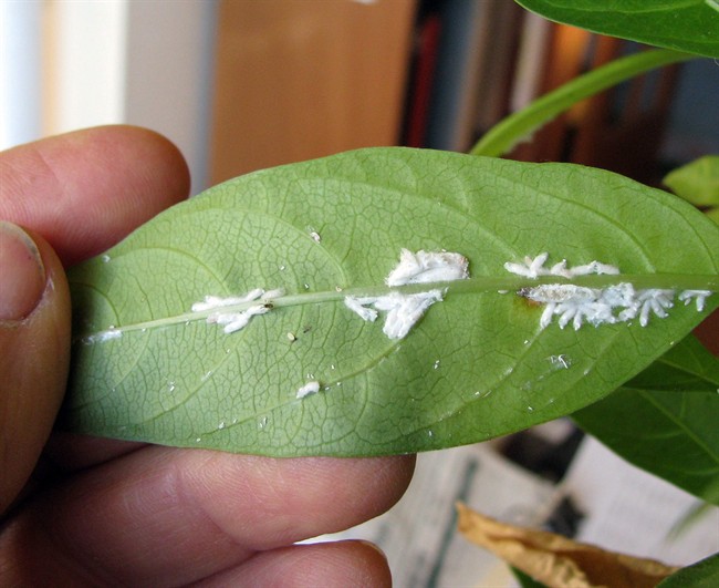 In this undated photo, Cottony cushion scale insects are enjoying their feast on this plant's leaves in New Paltz, New York.