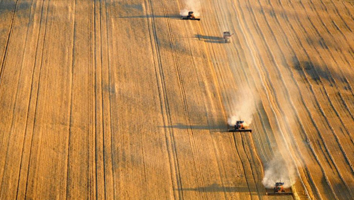 Oct 11: All hands are helping with the harvest in this picture taken by Judy King at Outlook.