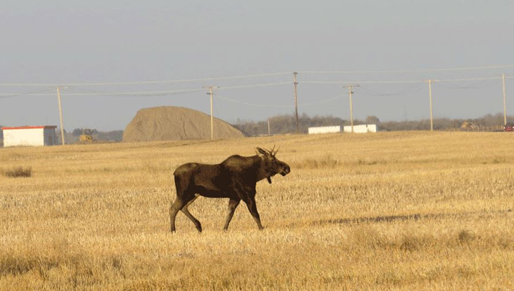 Oct 4: This moose on a stroll through a field was taken by Bonnie Evanochko just outside of Saskatoon.
