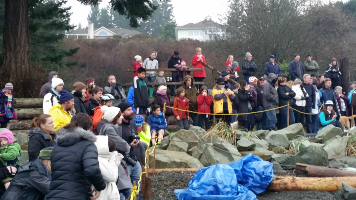 Crowds watched as a necropsy is being performed on a southern resident orca discovered off Vancouver Island.