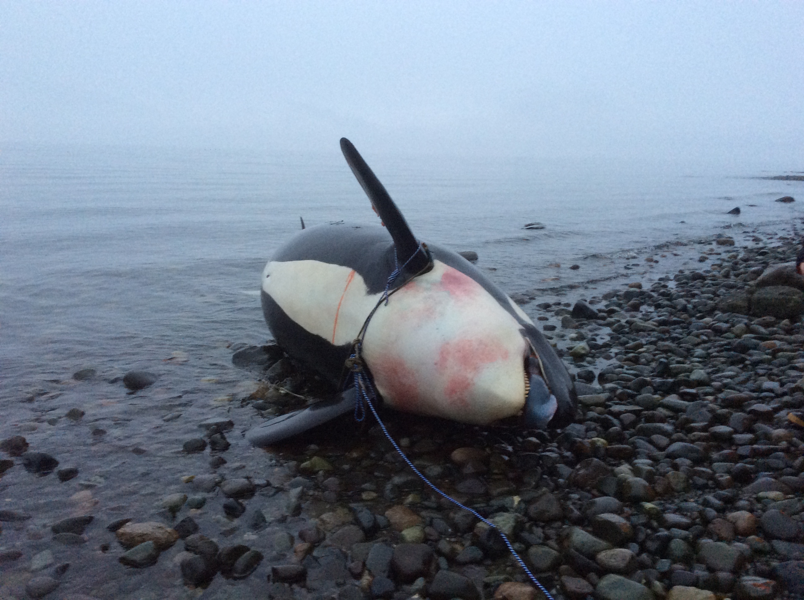 Necropsy Performed On Dead Orca Whale Found Off The Coast Of Courtenay ...