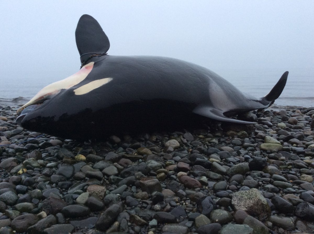 Necropsy performed on dead orca whale found off the coast of Courtenay ...