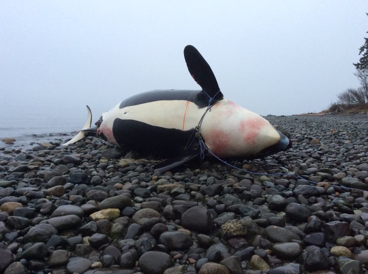 Necropsy performed on dead orca whale found off the coast of Courtenay ...