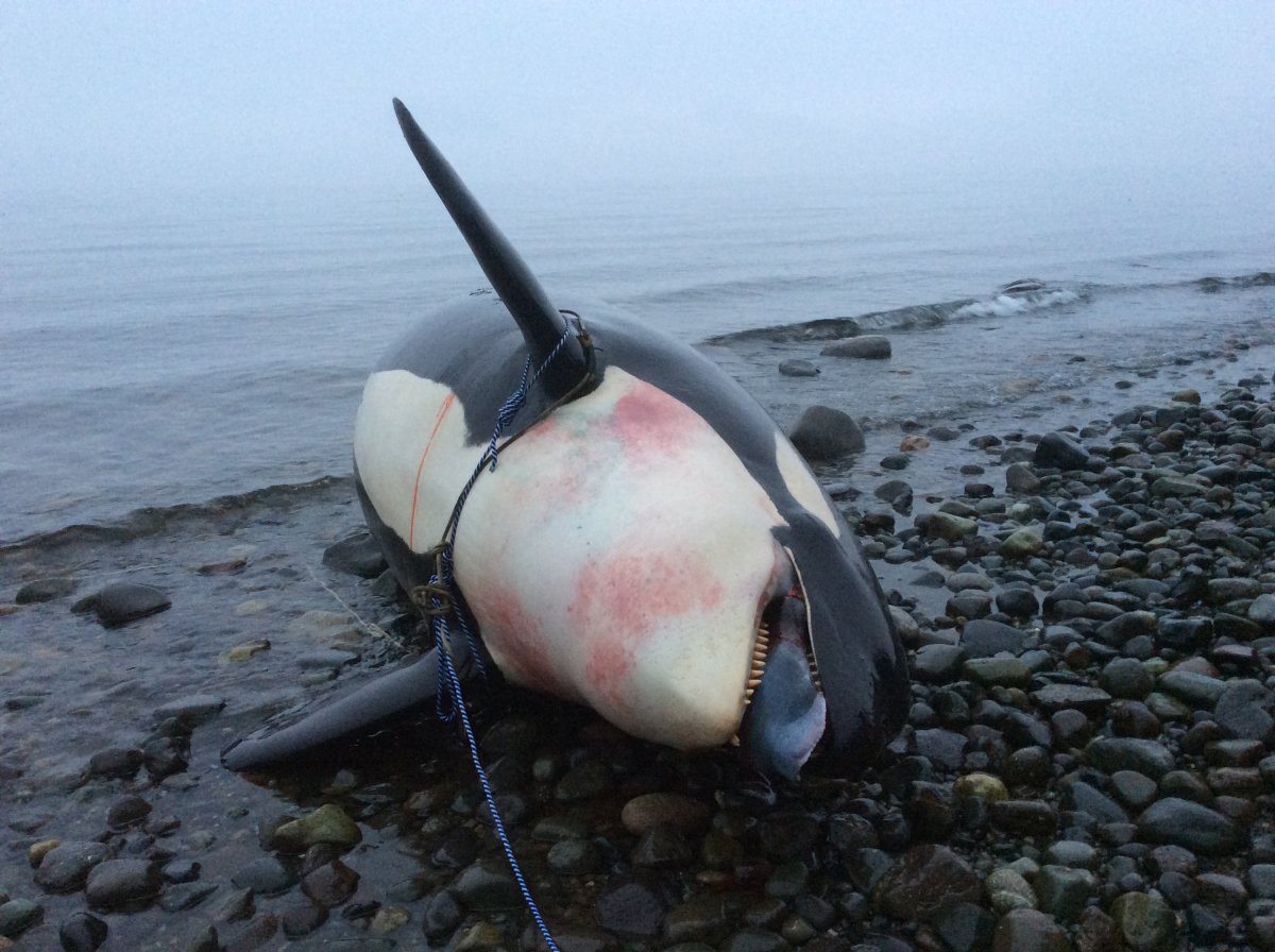 Government investigating stolen teeth from dead orca - image