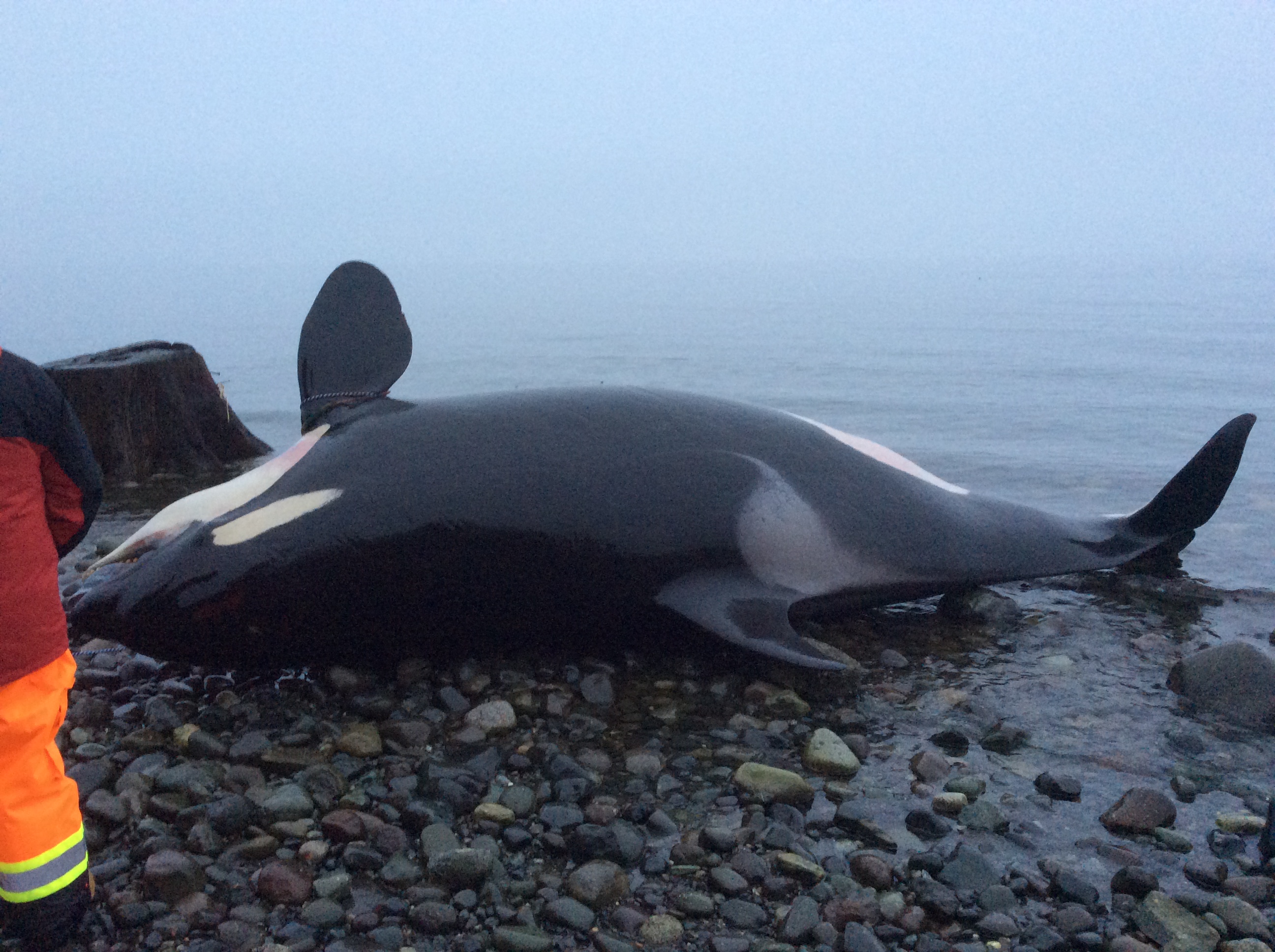 Necropsy Performed On Dead Orca Whale Found Off The Coast Of Courtenay ...