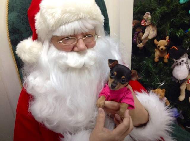 A pooch poses with Santa.