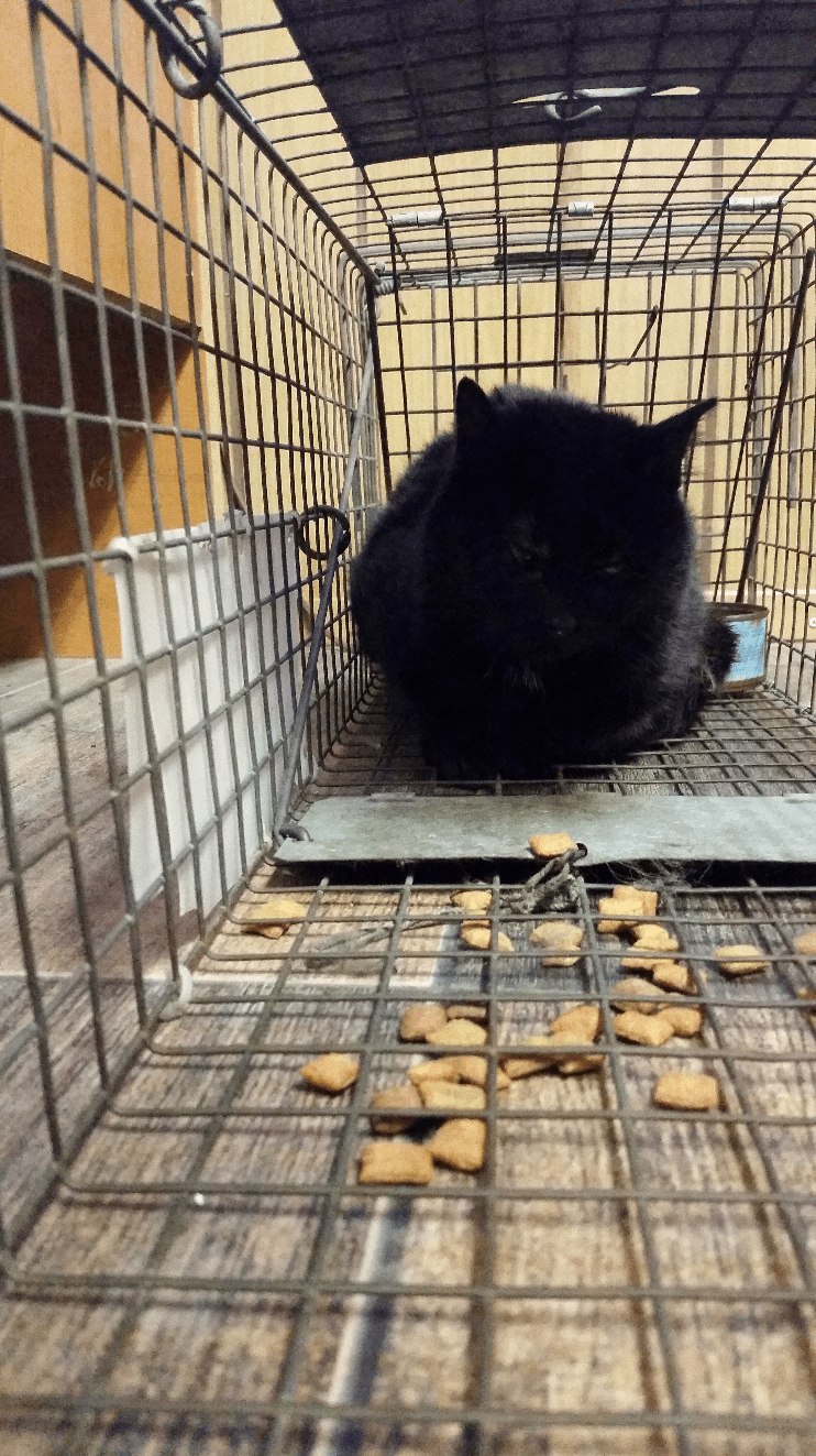 One of the rescued cats. Photo: Natalia Bosley.