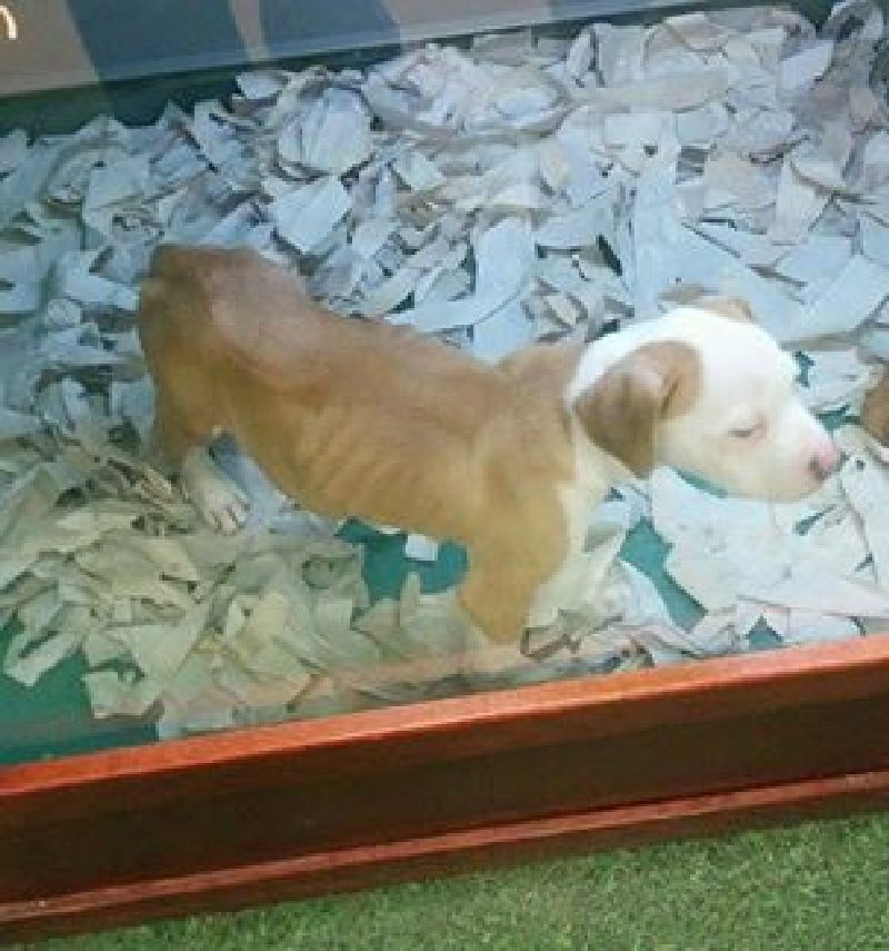 Justine Elliot's photo of a puppy at a West Edmonton Mall pet store has received a lot of attention since being posted on Dec. 2, 2014.