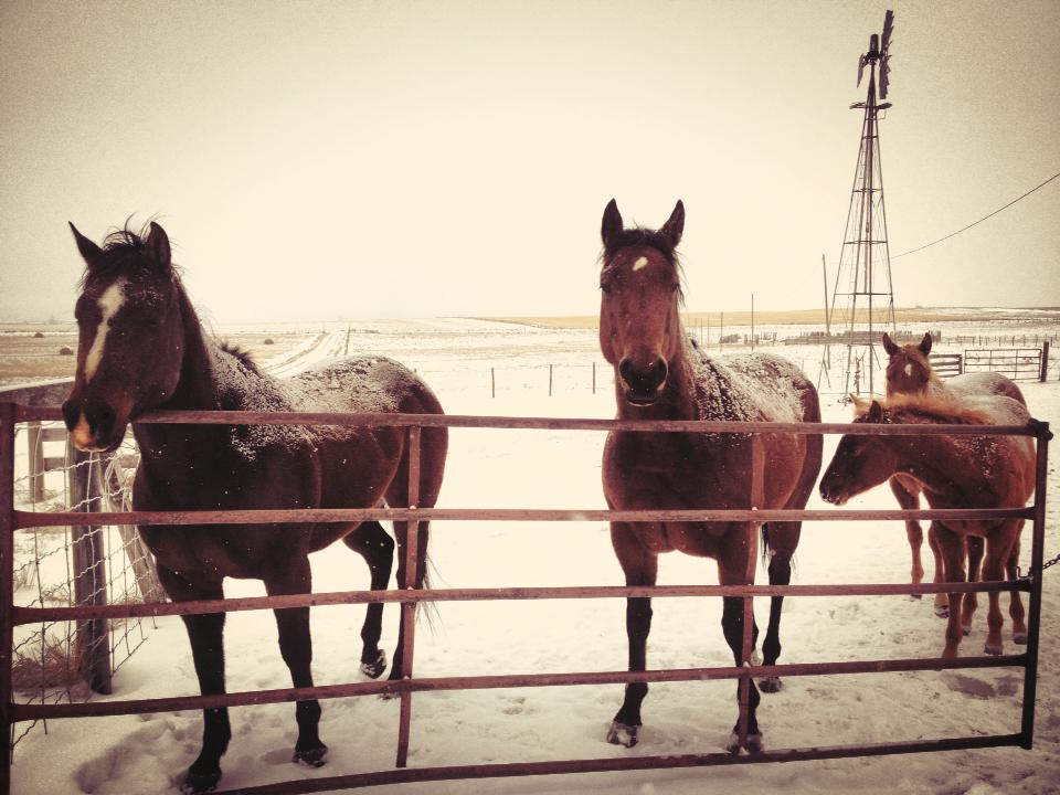 Quinn Campbell’s horses at home in Stavely.