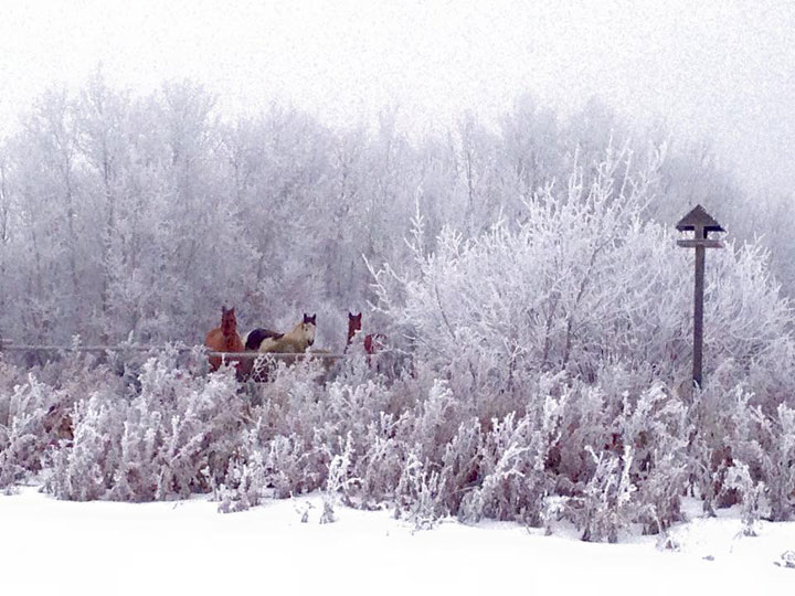 This photo was taken by Randi-Lee Hamm on Dec. 19 on an acreage just outside of Osler, Sask.