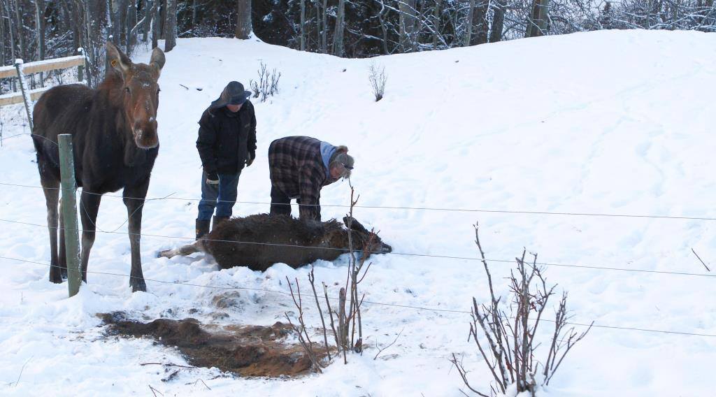 Mother Rain stands patiently by while Angelika works to help the calf get up.