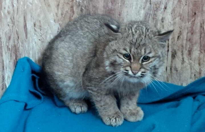 The little bobcat was found abandoned in Southern Manitoba.