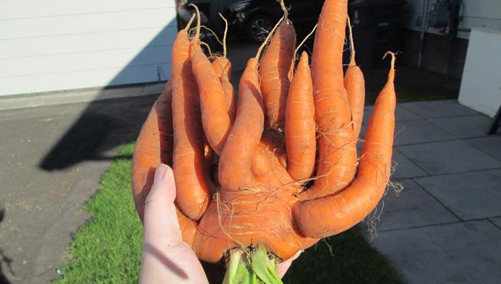 Sept 10: This is one crazy carrot! This was taken by Jennifer Eros of a carrot grown in Spiritwood.