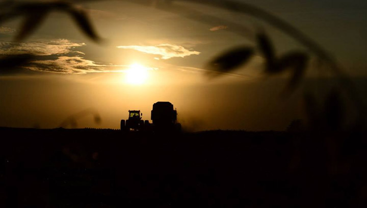 Sept 29: Harvest is underway in this photo taken by Stephanie Lynch at Jansen.