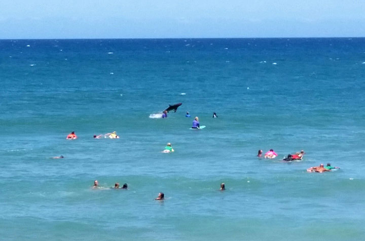 In this photo taken with a smartphone camera on Sunday, Nov. 30, 2014, a shark, center, jumps out of the water near where several surfers are paddling on their boards at Coffs Harbour, Australia. An expert from James Cook University says it's possibly a spinner shark, which is common in the region and is known to jump from the water and is estimated at around 2 meters (7 feet) long.