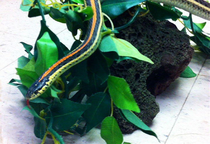 Sandwich order gone wrong: dispute over diced onions leads to snake being thrown in a Saskatoon Tim Hortons.