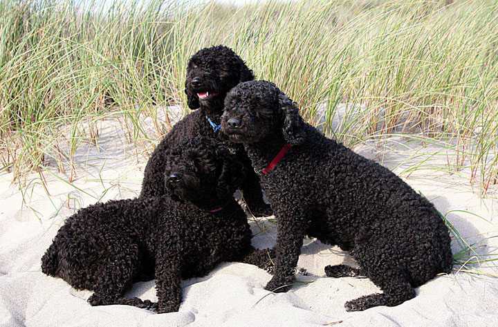The Spanish water dog will be recognized as a new American Kennel Club breed in 2015. 