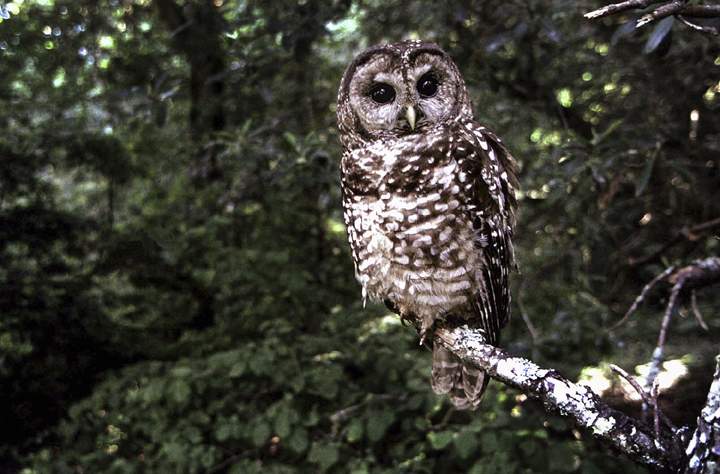 Loggers cutting down forests burned in wildfires could bring about the extinction of California spotted owls, seen here, wildlife advocates said Tuesday, Dec. 23, 2014, as they sought protection for the birds under the federal Endangered Species Act.